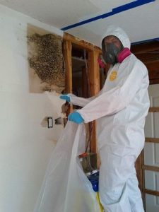 mold removal technician